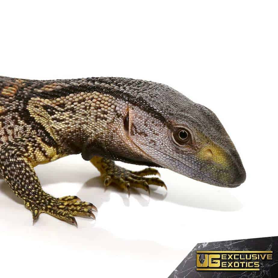 Baby Blackthroat Monitor For Sale - Underground Reptiles
