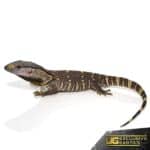 Baby Blackthroat Monitor For Sale - Underground Reptiles