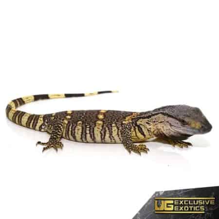 Baby Blackthroat Monitor For Sale - Underground Reptiles