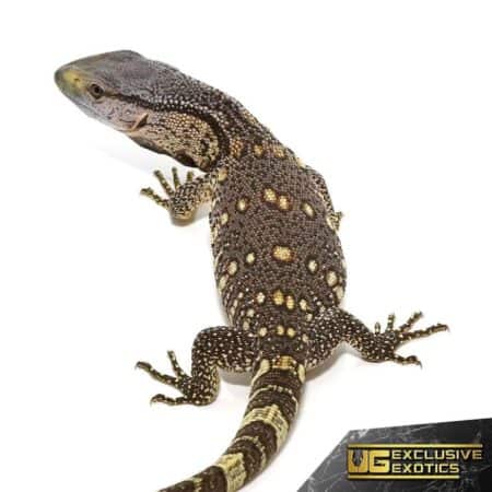 Baby Blackthroat Monitor For Sale - Underground Reptiles