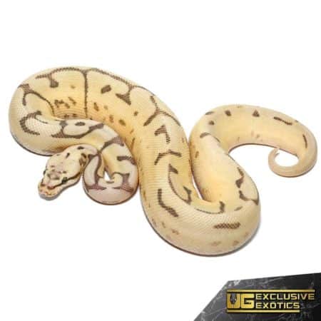 Baby Bumblebee Disco Leopard Ball Python For Sale - Underground Reptiles