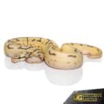 Baby Bumblebee Disco Leopard Ball Python For Sale - Underground Reptiles