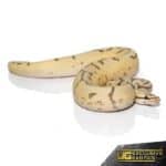 Baby Bumblebee Disco Leopard Ball Python For Sale - Underground Reptiles