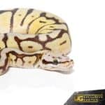 Baby Bumblebee Fire Scaleless Head Ball Python For Sale - Underground Reptiles