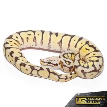 Baby Bumblebee Fire Scaleless Head Ball Python For Sale - Underground Reptiles