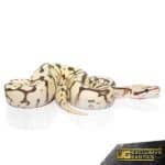 Baby Bumblebee Fire Scaleless Head Ball Python For Sale - Underground Reptiles