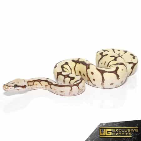 Baby Bumblebee Fire Scaleless Head Ball Python For Sale - Underground Reptiles