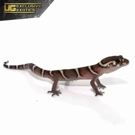 Baby Central American Banded Gecko For Sale - Underground Reptiles