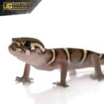 Baby Central American Banded Gecko For Sale - Underground Reptiles