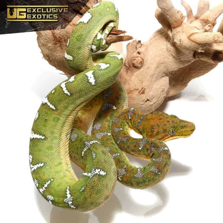 Emerald Tree Boas For Sale Underground Reptiles