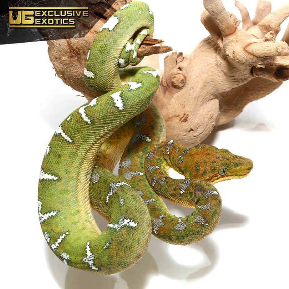 green rat and boa