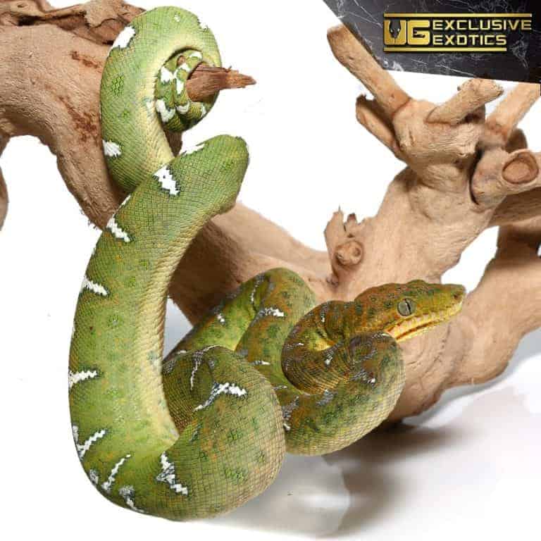 Emerald Tree Boas For Sale Underground