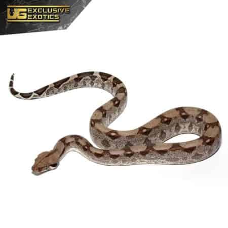 Baby Fire Het T+ Albino Boa For Sale - Underground Reptiles