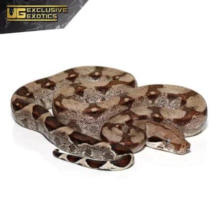 Baby Fire Het T+ Albino Boa For Sale - Underground Reptiles