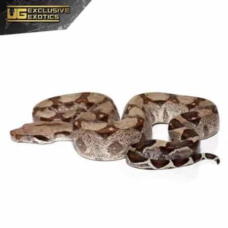 Baby Fire Het T+ Albino Boa For Sale - Underground Reptiles