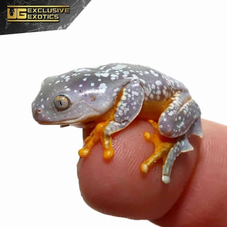 Baby Fringed Leaf Frogs For Sale Underground Reptiles