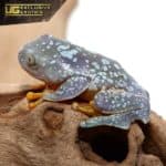 Baby Fringed Leaf Frog For Sale - Underground Reptiles