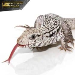 Baby Ghost Tegu For Sale - Underground Reptiles