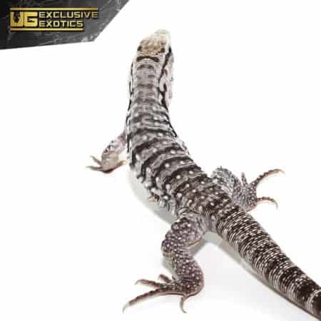 Baby Ghost Tegu For Sale - Underground Reptiles