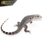 Baby Ghost Tegu For Sale - Underground Reptiles
