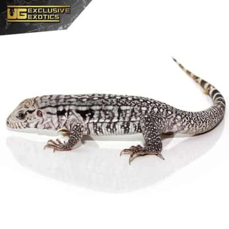 Baby Ghost Tegu For Sale - Underground Reptiles