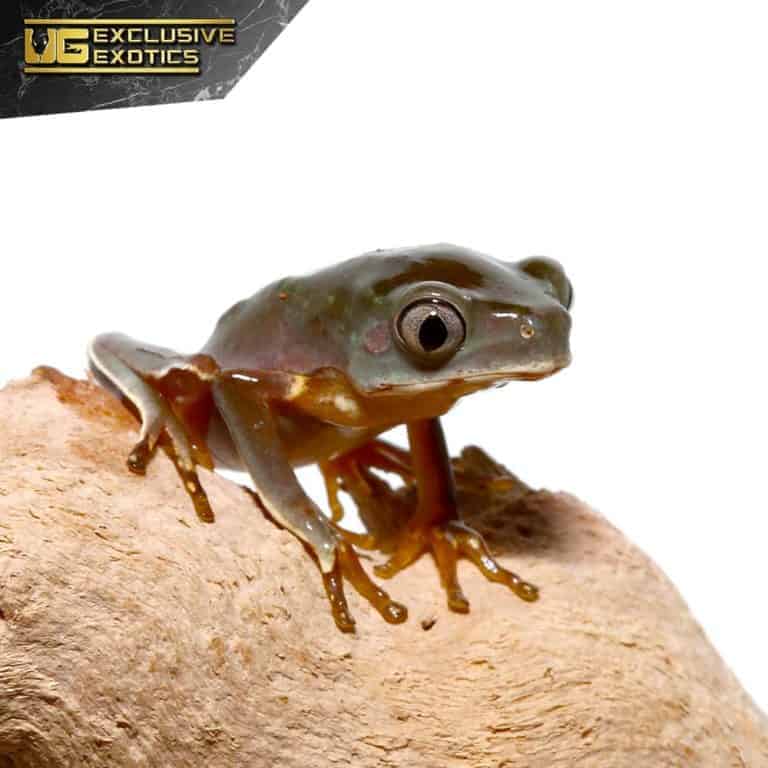 Baby Giant Waxy Monkey Tree Frogs For Sale - Underground Reptiles