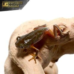 Baby Giant Waxy Monkey Tree Frog For Sale - Underground Reptiles