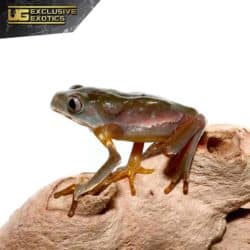 Baby Giant Waxy Monkey Tree Frog For Sale - Underground Reptiles