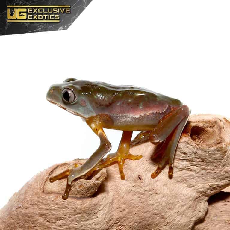 Baby Giant Waxy Monkey Tree Frogs For Sale - Underground Reptiles