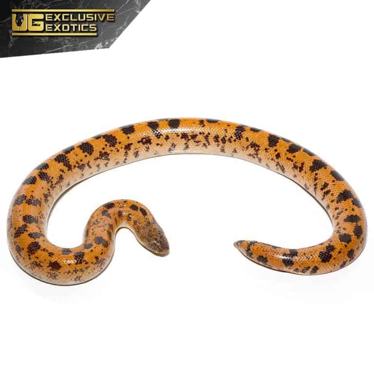 High Gold Saharan Sand Boas (Eryx colubrinus) For Sale Underground