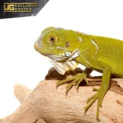 Baby Hypo Iguana For Sale - Underground Reptiles