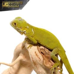 Baby Hypo Iguana For Sale - Underground Reptiles