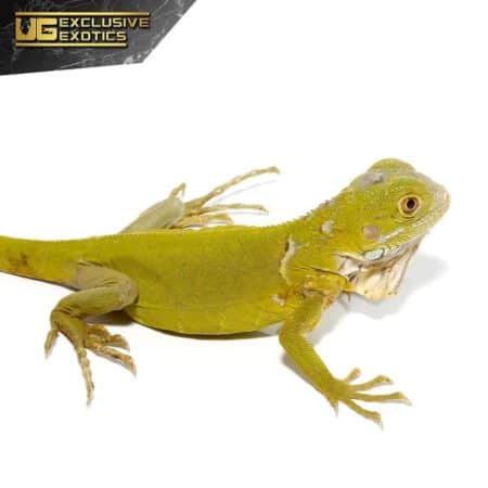 Baby Hypo Iguana For Sale - Underground Reptiles