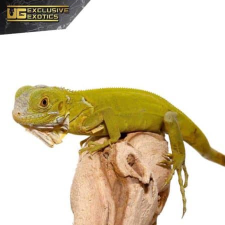 Baby Hypo Iguana For Sale - Underground Reptiles