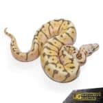 Baby Killerbee Scaleless Head Ball Python For Sale - Underground Reptiles