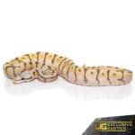 Baby Killerbee Scaleless Head Ball Python For Sale - Underground Reptiles