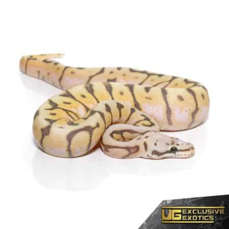 Baby Killerbee Scaleless Head Ball Python For Sale - Underground Reptiles