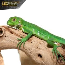Baby Lesser Antillean Iguana For Sale - Underground Reptiles