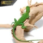Baby Lesser Antillean Iguana For Sale - Underground Reptiles