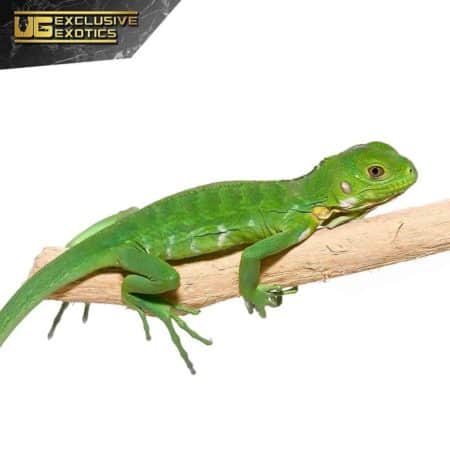 Baby Lesser Antillean Iguana For Sale - Underground Reptiles