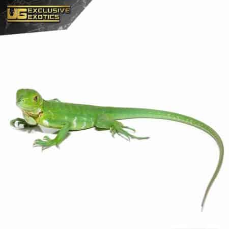 Baby Lesser Antillean Iguana For Sale - Underground Reptiles