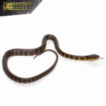 Baby Mangrove Snake For Sale - Underground Reptiles