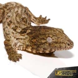 Baby Moro Island Leachianus Gecko For Sale - Underground Reptiles