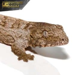 Baby Nu Ana Leachianus Gecko For Sale - Underground Reptiles