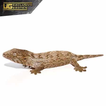 Baby Nu Ana Leachianus Gecko For Sale - Underground Reptiles
