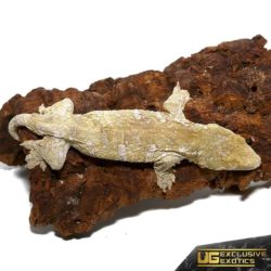 Offshore Leachianus Geckos For Sale - Underground Reptiles