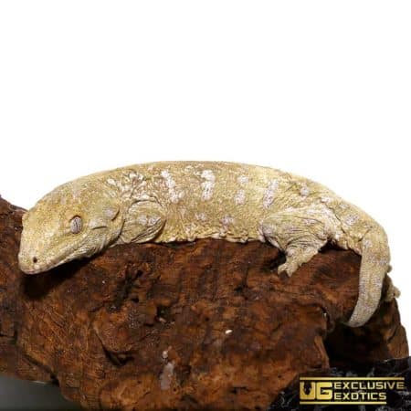 Offshore Leachianus Geckos For Sale - Underground Reptiles