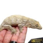 Offshore Leachianus Geckos For Sale - Underground Reptiles