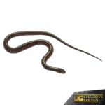 Baby Oregon Red Spotted Garter Snake For Sale - Underground Reptiles