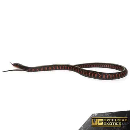 Baby Oregon Red Spotted Garter Snake For Sale - Underground Reptiles